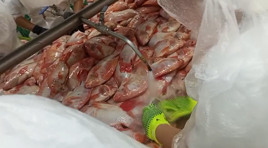 Selección y Clasificación