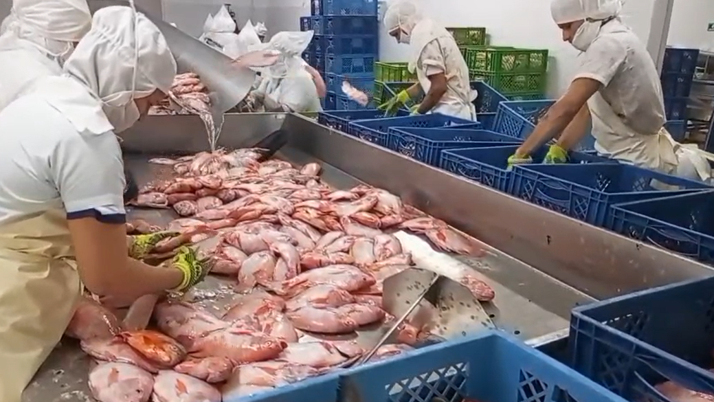 Selección y Clasificación